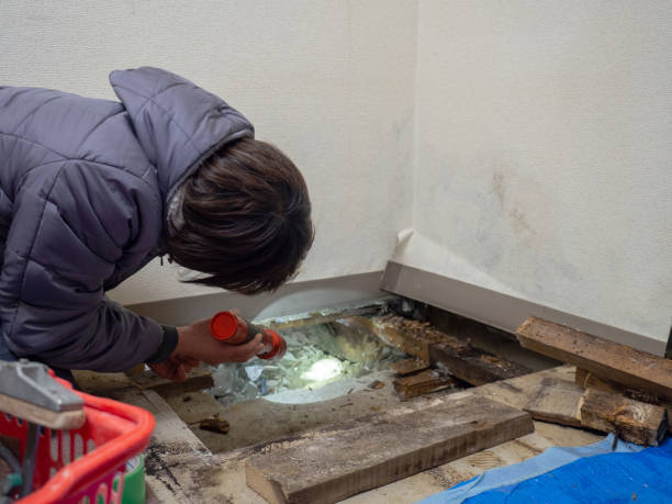 Best Basement Mold Removal  in Mvell, AR