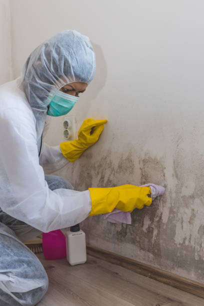 Best Emergency Mold Remediation  in Mvell, AR